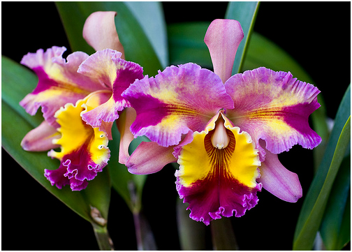 Diferentes-e-Lindas-Orquideas[1].jpg