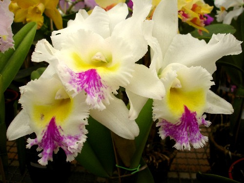 diversas-imagens-lindas-orquideas-48[1].jpg