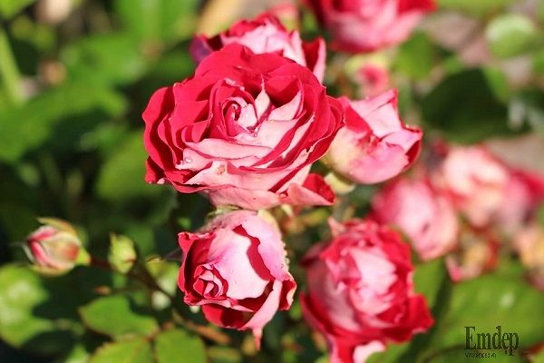 downloadfile-111.jpg