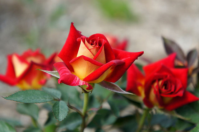 downloadfile-173.jpg
