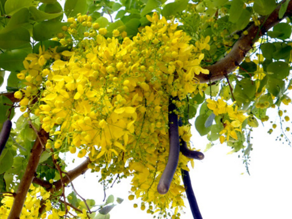 downloadfile-21.jpg