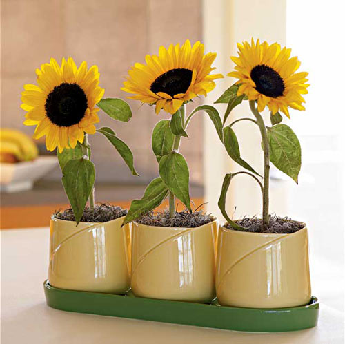 downloadfile-29.jpg
