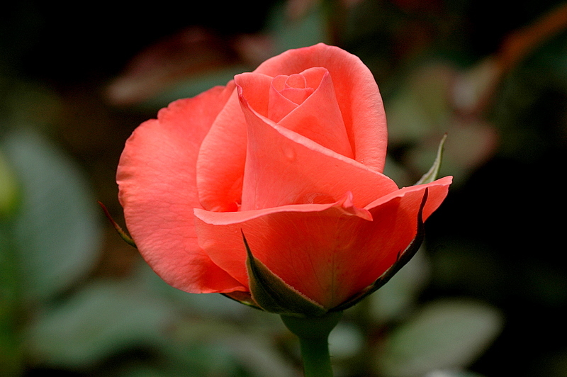dsc8967.jpg