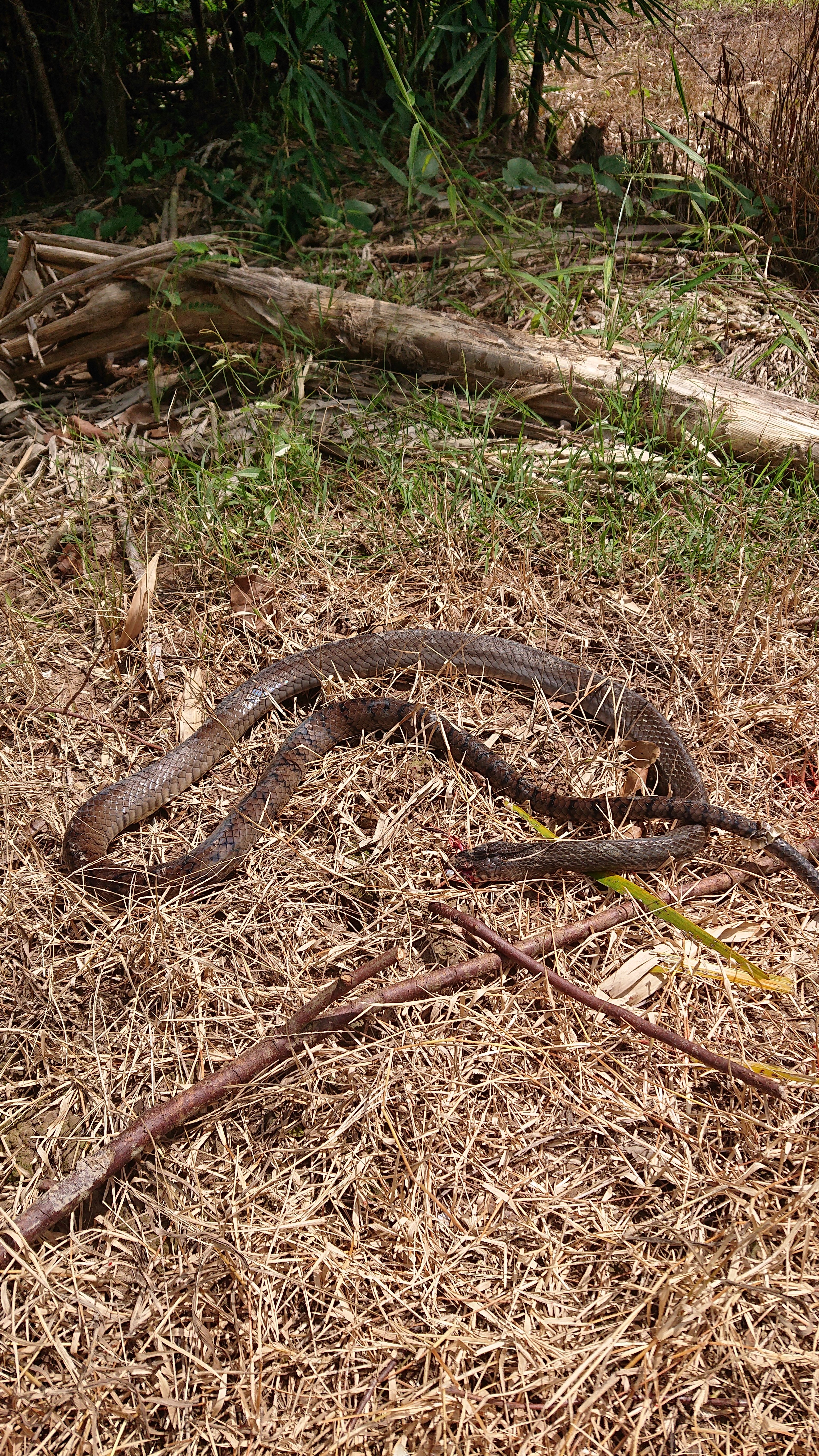DSC_0047.JPG