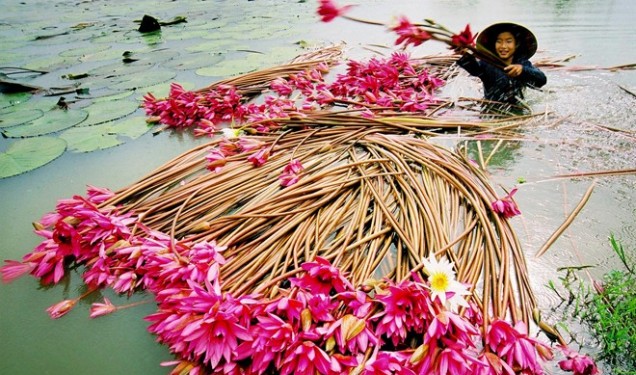 du-lich-chau-doc-hai-bong-sung-mua-nuoc-noi-IMG2080265266[1].jpg