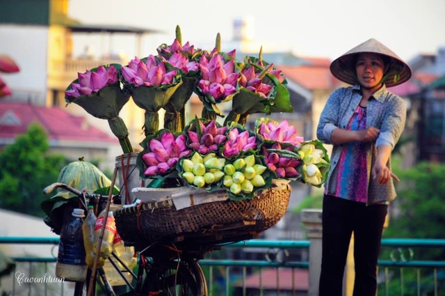 dua-hoa-sen-di-khap-ha-thanh[1].jpg