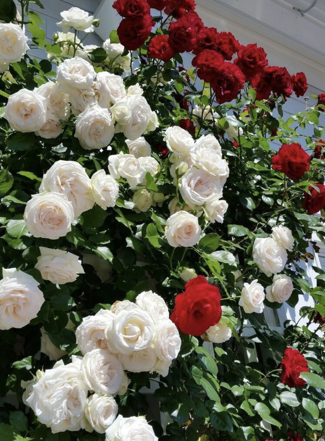 E7F6CE4A-E2E5-44A0-B7B4-B16C245D9AB4.jpeg