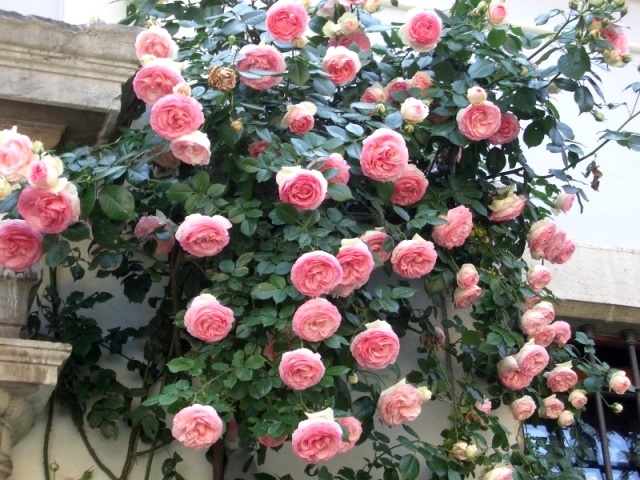 edenrose[1].jpg