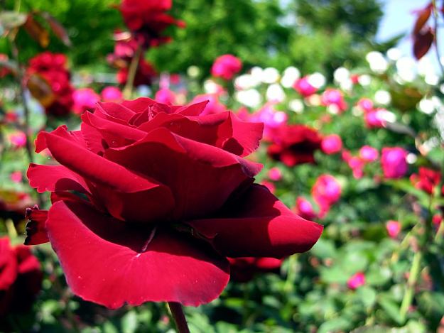 Edible-Flowers028[1].jpg