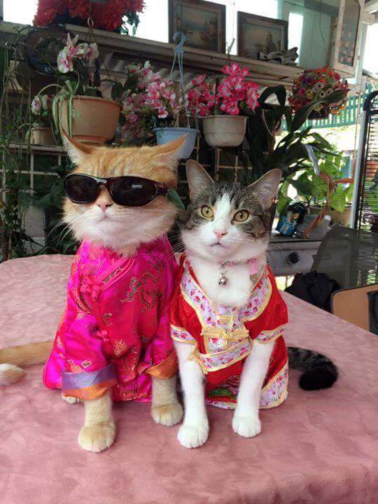 FB_IMG_1486011923349.jpg