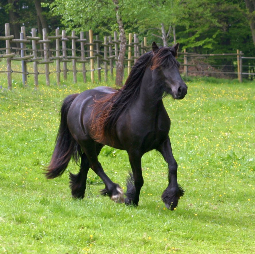 Fellpony_Longstreamlet_Kim.jpg