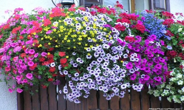 fiori-estivi-per-balconi[1].jpg