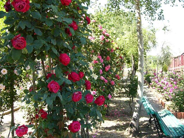 fiori-parchi-italiani-1[1].jpg