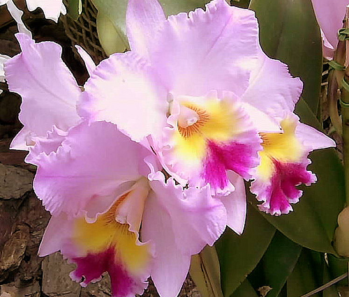 flor[1].png