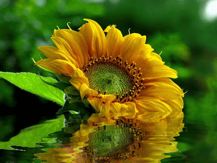 flores00[1].gif