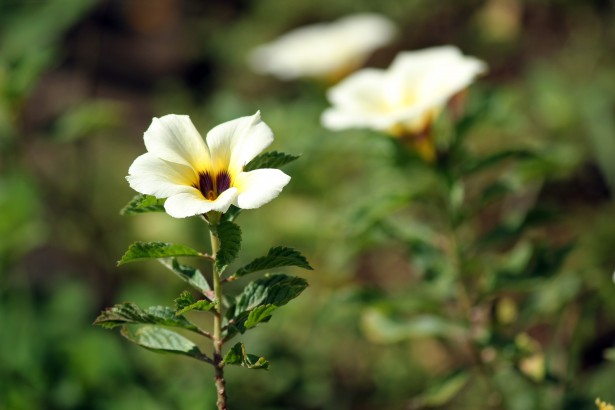 flower-in-the-garden-1365786028izf[1].jpg