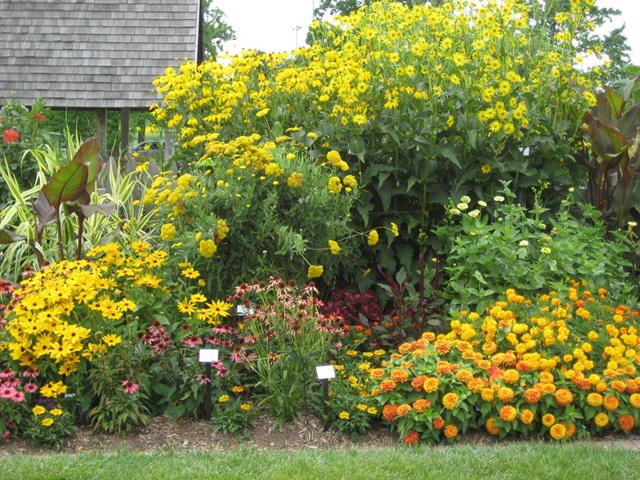 flower-t0-plant-for-height-of-garden-boarder[1].jpg