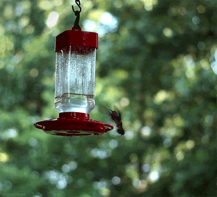 flying_1066[1].gif