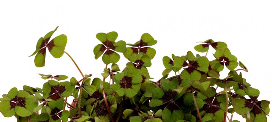 four-leaf-clover-3097459_960_720.jpg