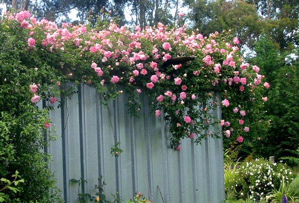 fragrant-climbing-rose[1].jpg