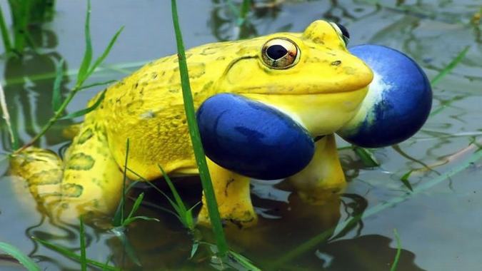 frog-photography-11__7001.jpg