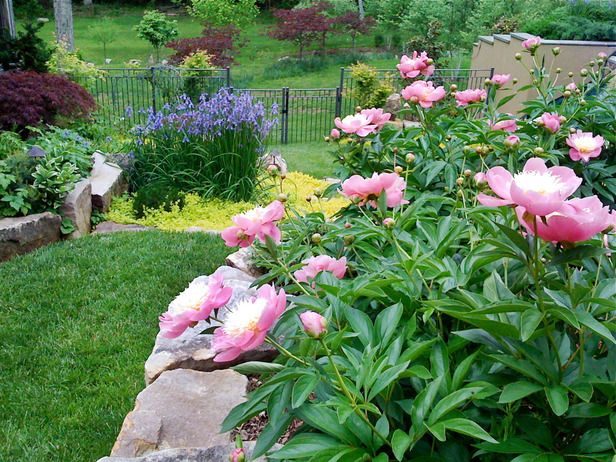 garden-blossom[1].jpg