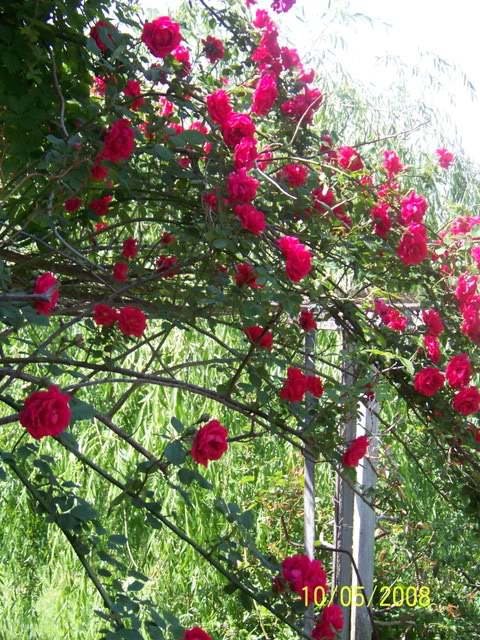 Gardens_May092008009[1].jpg
