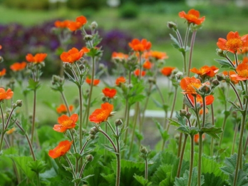Geum%20coccineum%20%20Skarl%C3%A1tv%C3%B6r%C3%B6s%20gy%C3%B6mb%C3%A9rgy%C3%B6k%C3%A9r18[1].jpg