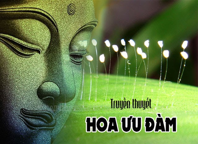 gia-tri-hoa-uu-dam.jpg