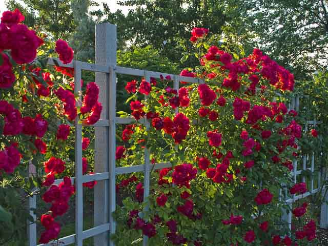 giardino-di-rose-bcm[1].jpg