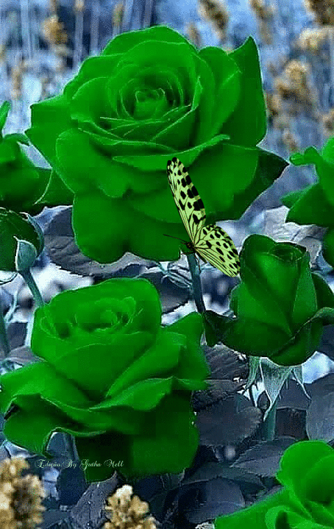 GIF-22.gif