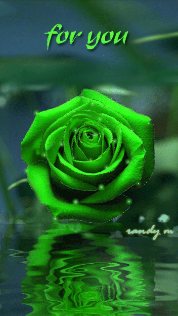 GIF-24.gif