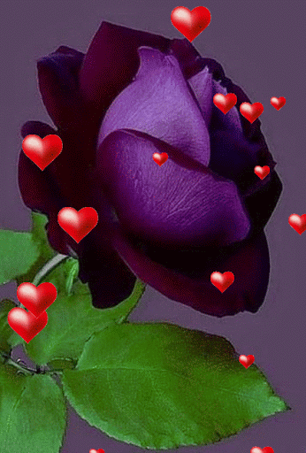 GIF-9.gif