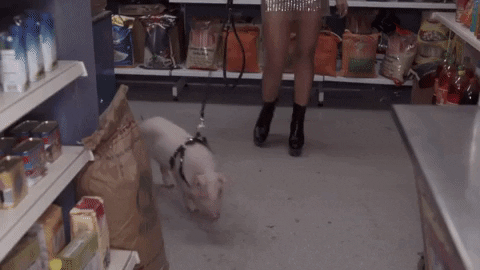 giphy (1).gif