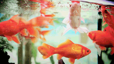 giphy[1].gif