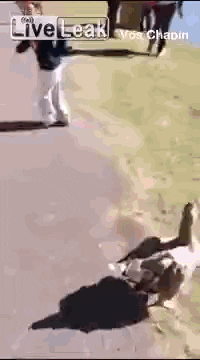 giphy (10).gif