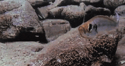 giphy (11).gif