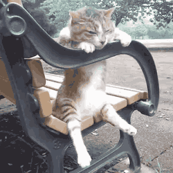 giphy (4).gif