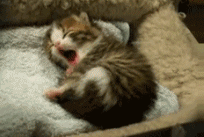 giphy (5).gif