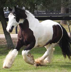 gypsy-vanner0051w-300.jpg