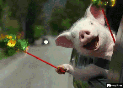 heo-cuoi.gif