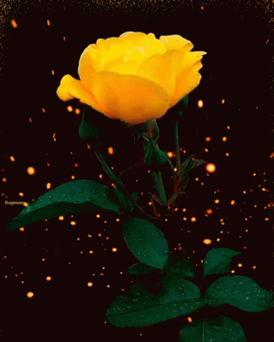 hinh-anh-dong-bong-hoa-hong-vang-dep_052339049.gif