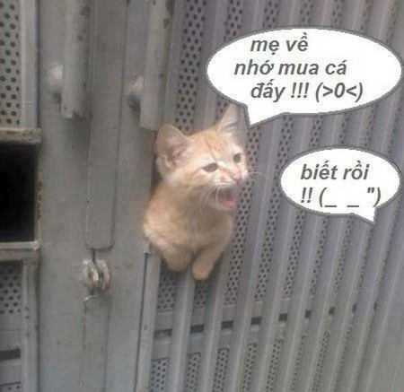 Hinh-anh-vui-Meo_06.jpg