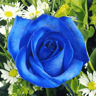 hinh-dong-hoa-hong-xanh-dep-lung-linh-9-2015-10-23.gif