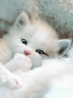 hinh-nen-dong-meo-con-cuc-cute.gif