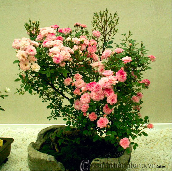 hoa-hong-bonsai%20(55)[1].jpg