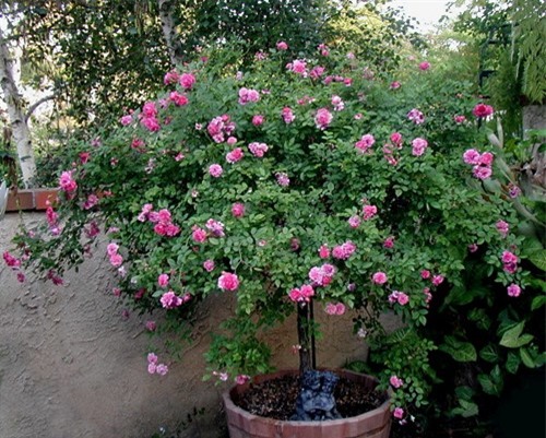 Hoa-hong-tree-rose-gia-dat-bong-tay-co-gi-la_4[1].jpg
