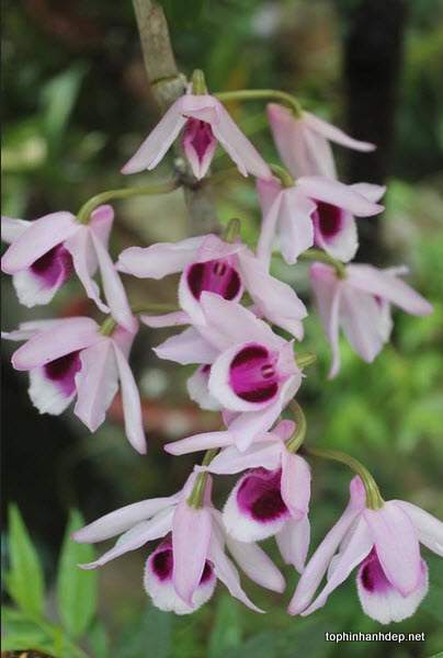 hoa-phong-lan-rung-dep-1[1].jpg