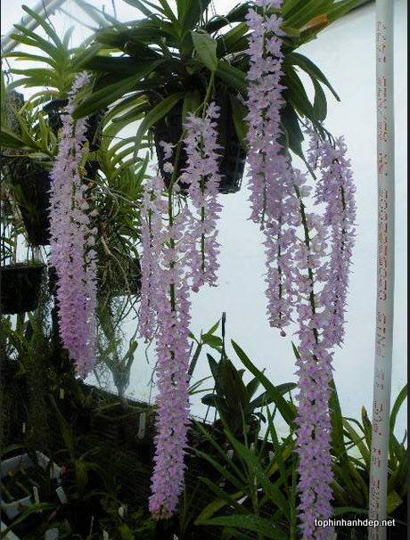 hoa-phong-lan-rung-dep-14[1].jpg