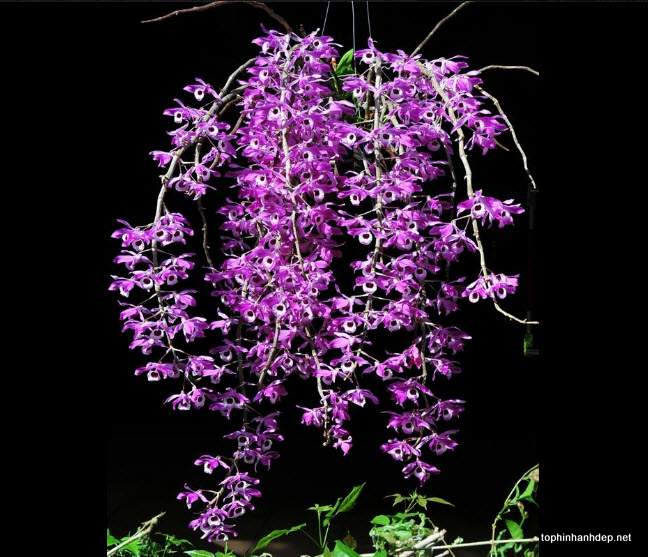 hoa-phong-lan-rung-dep-16[1].jpg